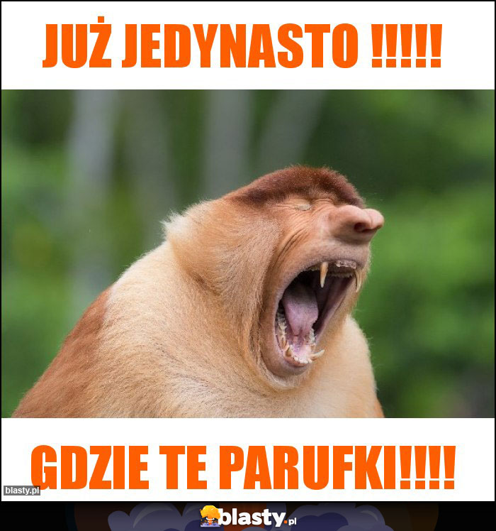 Już jedynasto !!!!!