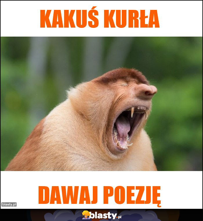 Kakuś kurła