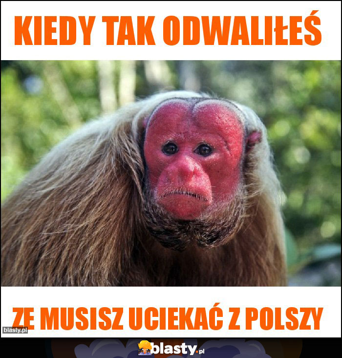 Kiedy tak odwaliłeś