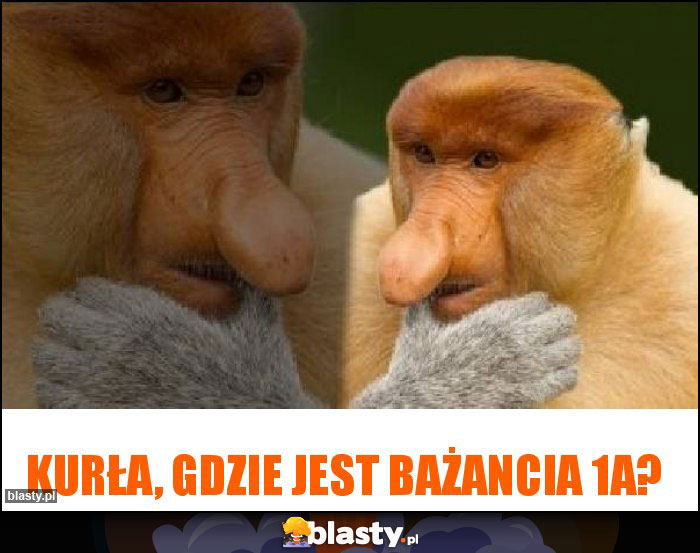 Kurła, gdzie jest bażancia 1a?