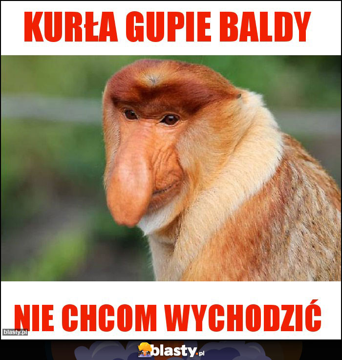 Kurła gupie baldy