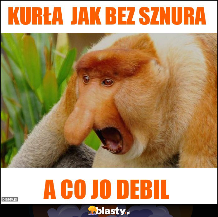 Kurła  jak bez sznura