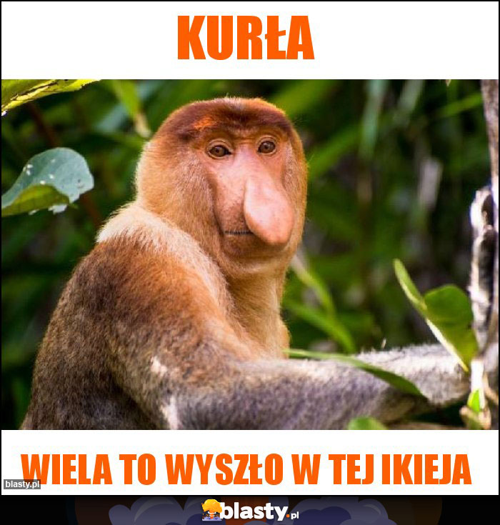 Kurła