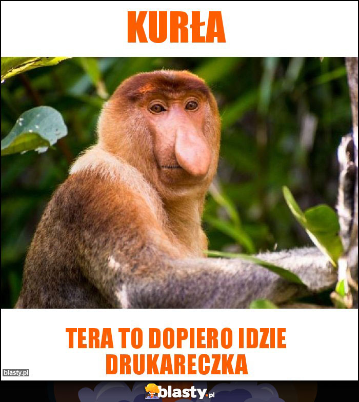 Kurła