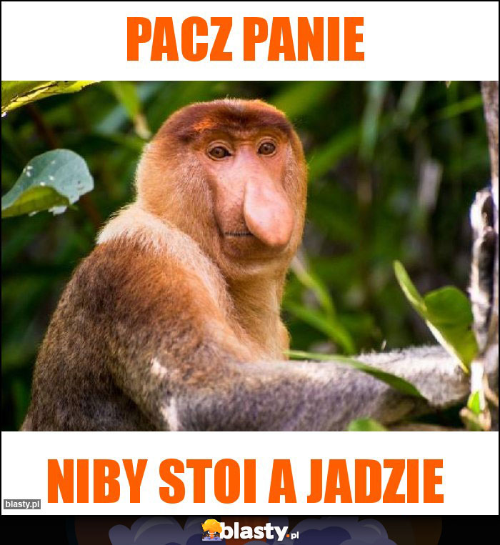 Pacz Panie