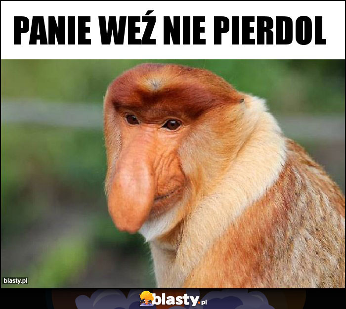 Panie weź nie pierdol