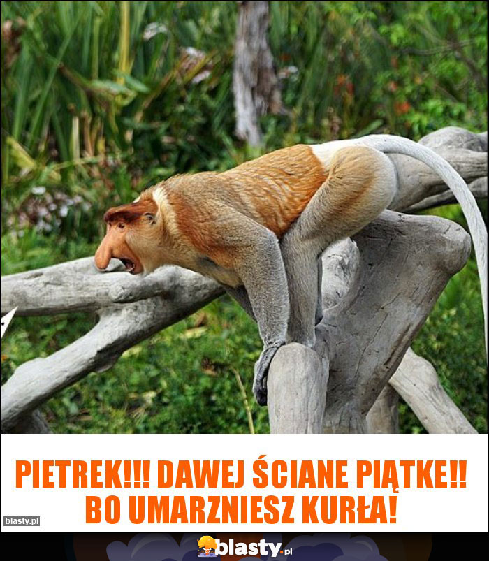 Pietrek!!! Dawej ściane piątke!! Bo umarzniesz kurła!