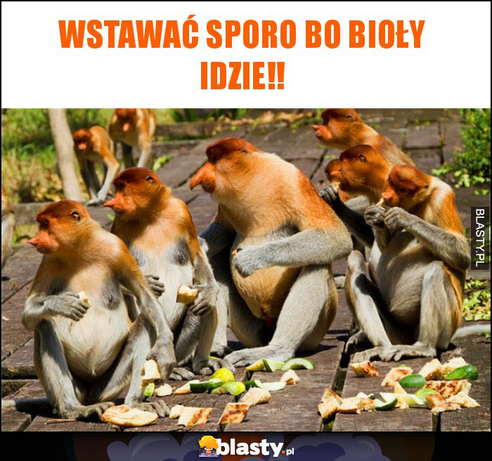 Wstawać sporo bo Bioły idzie!!