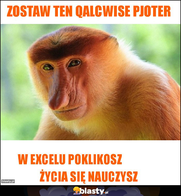 zostaw ten qalcwise pjoter