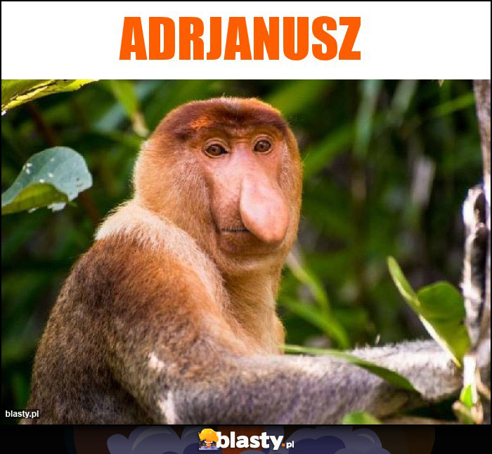 Adrjanusz