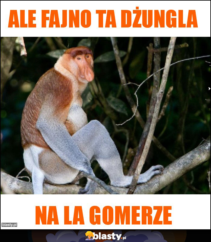 Ale fajno ta dżungla