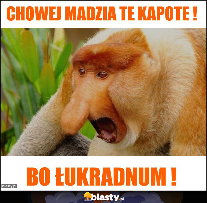 Chowej Madzia Te Kapote !