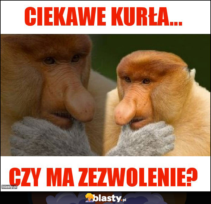 Ciekawe kurła...