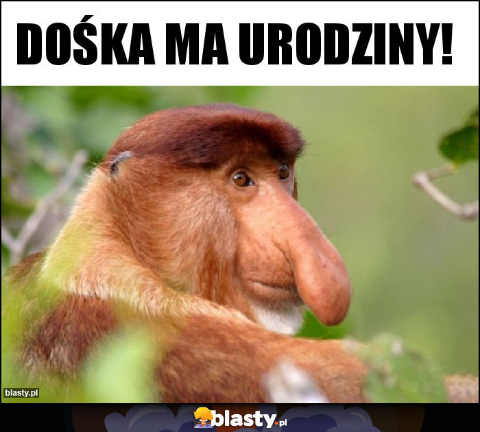 DOŚKA MA URODZINY!