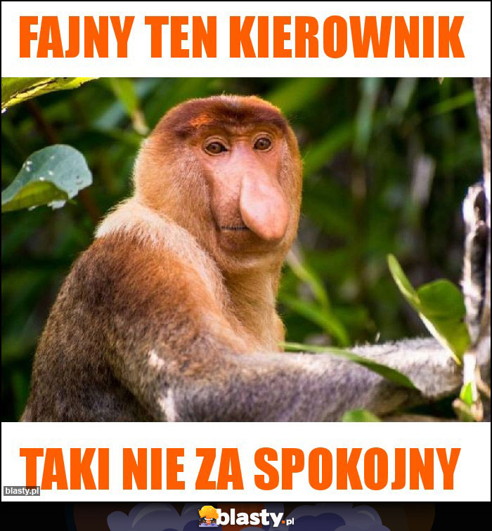 Fajny ten kierownik