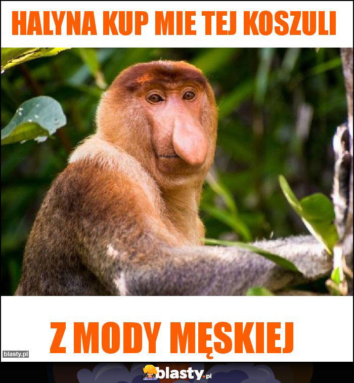 Halyna kup mie tej koszuli