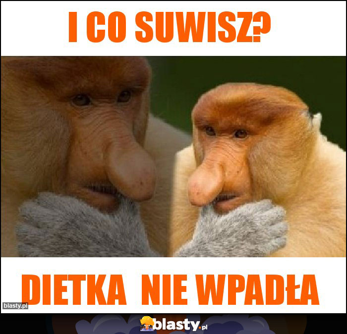 I co SUWISZ?