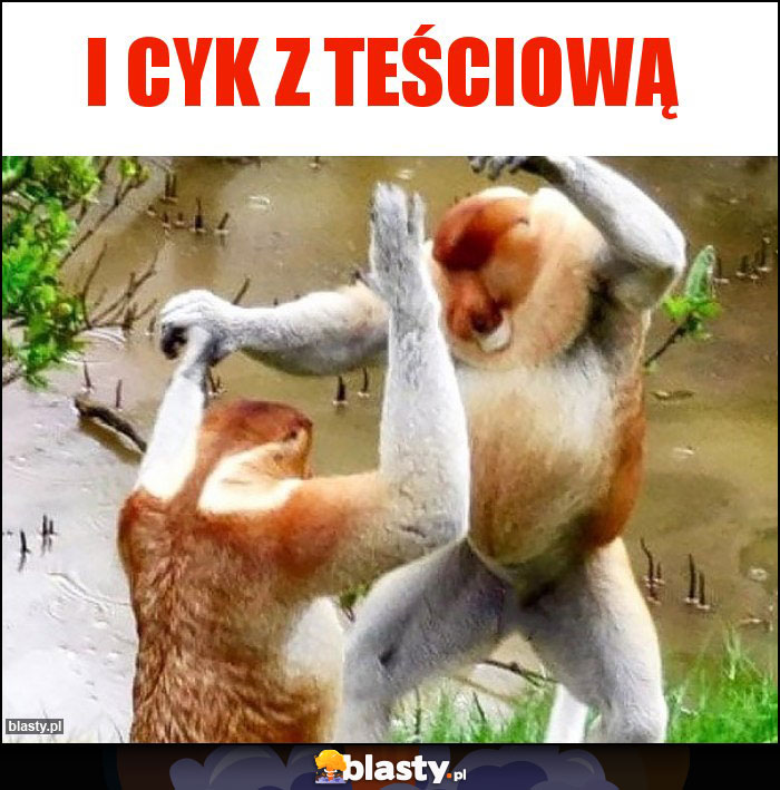 I cyk z teściową