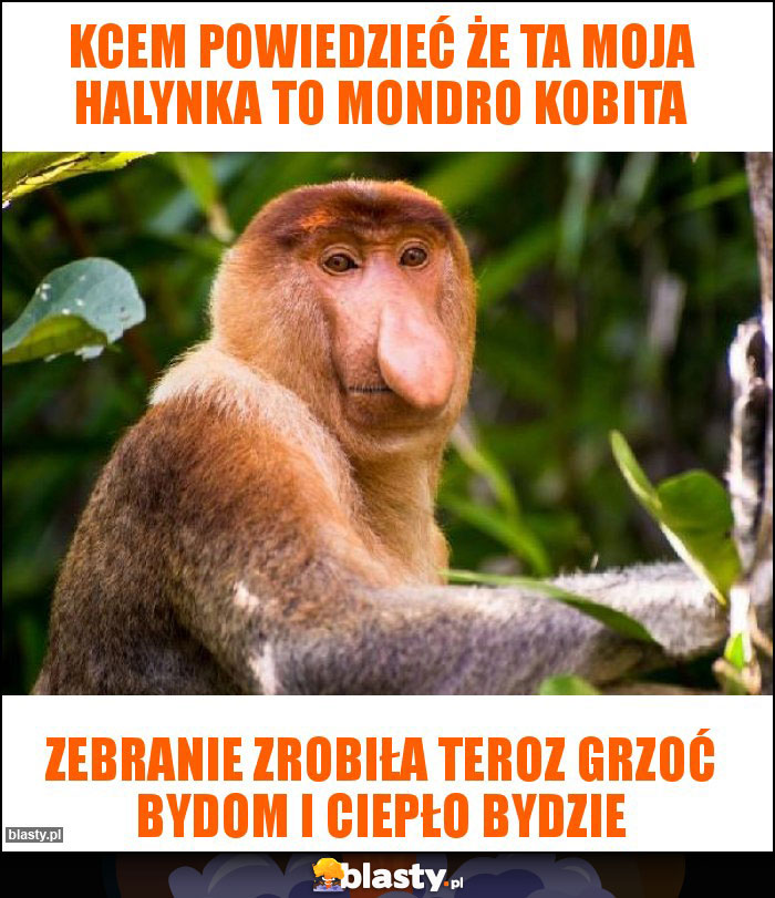 Kcem powiedzieć że ta moja halynka to mondro kobita