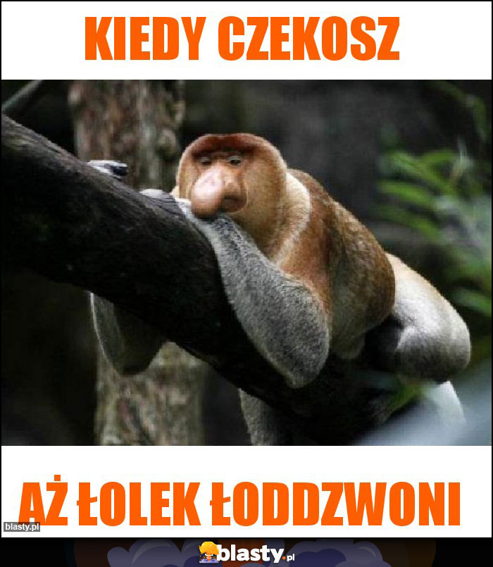 Kiedy czekosz