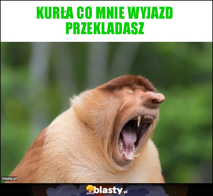 Kurła co mnie wyjazd przekladasz