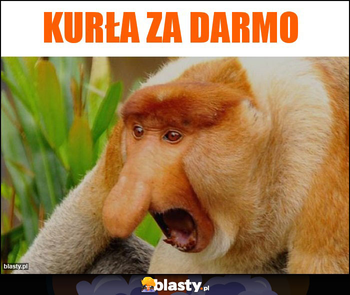 Kurła za darmo