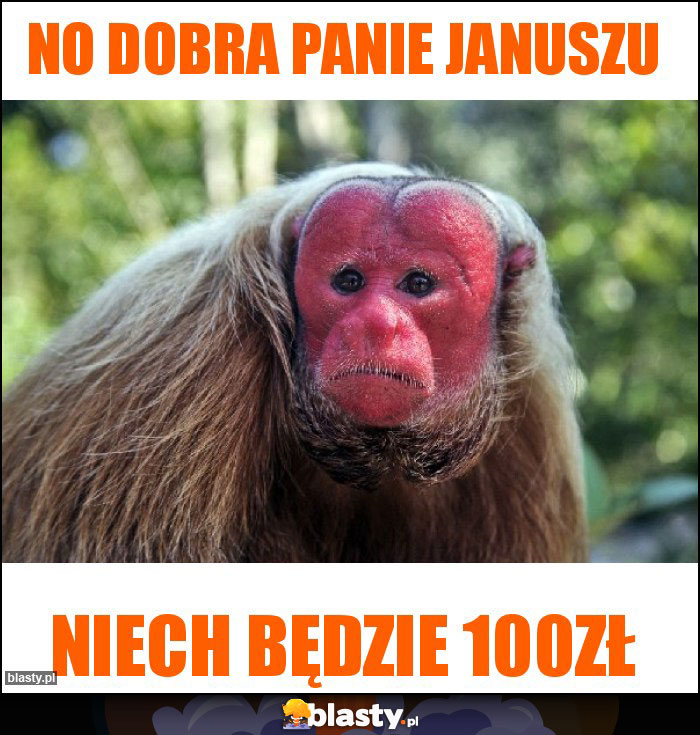 no dobra panie januszu