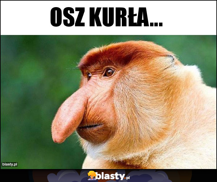 OSZ KURŁA...