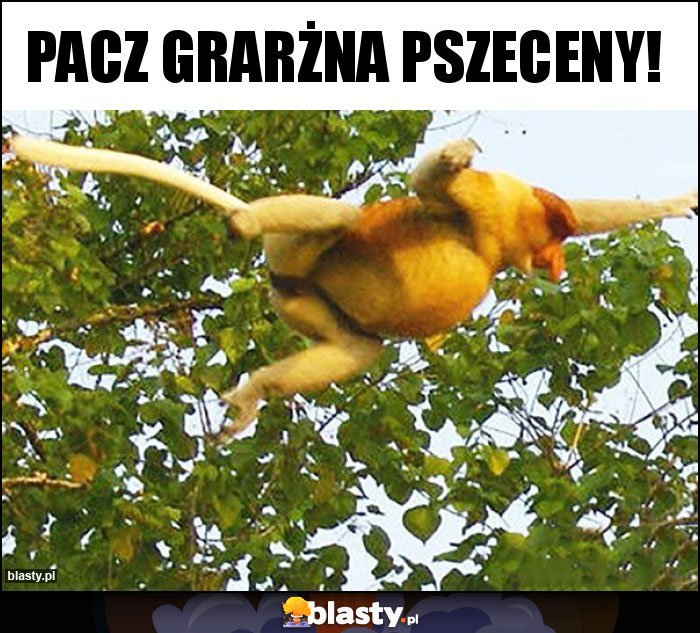 PACZ GRARŻNA PSZECENY!