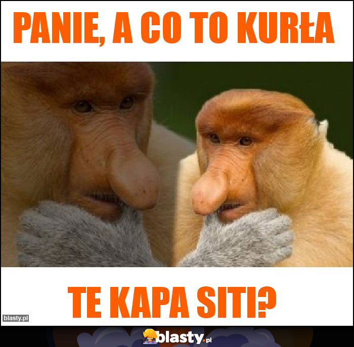 Panie, a co to kurła