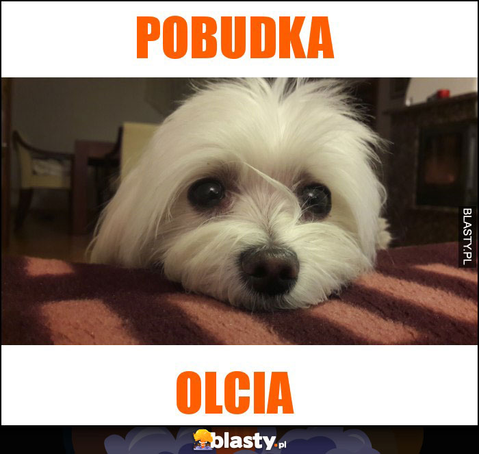 Pobudka