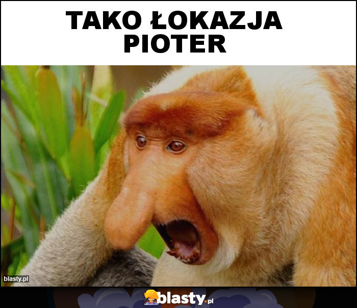 TAKO ŁOKAZJA PIOTER