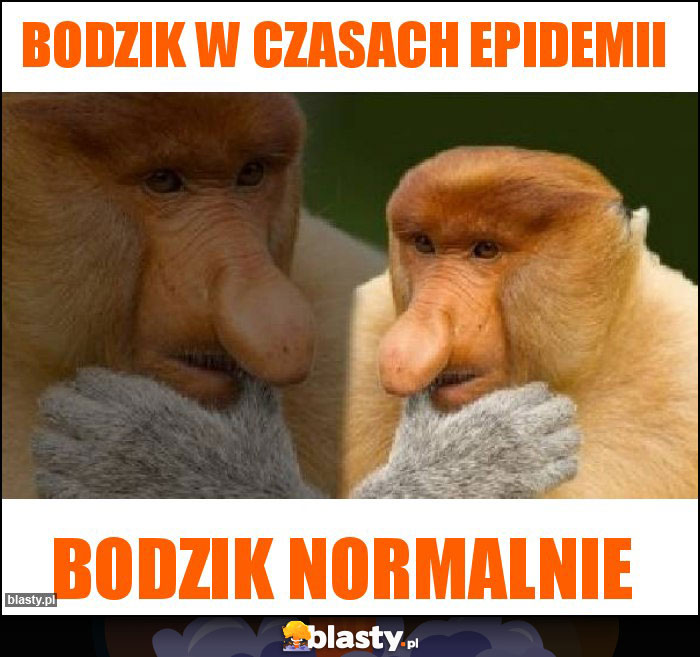 Bodzik w czasach epidemii