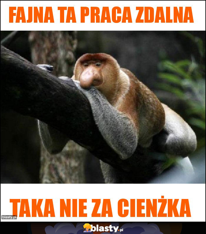 Fajna ta praca zdalna