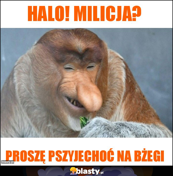 Halo! Milicja?