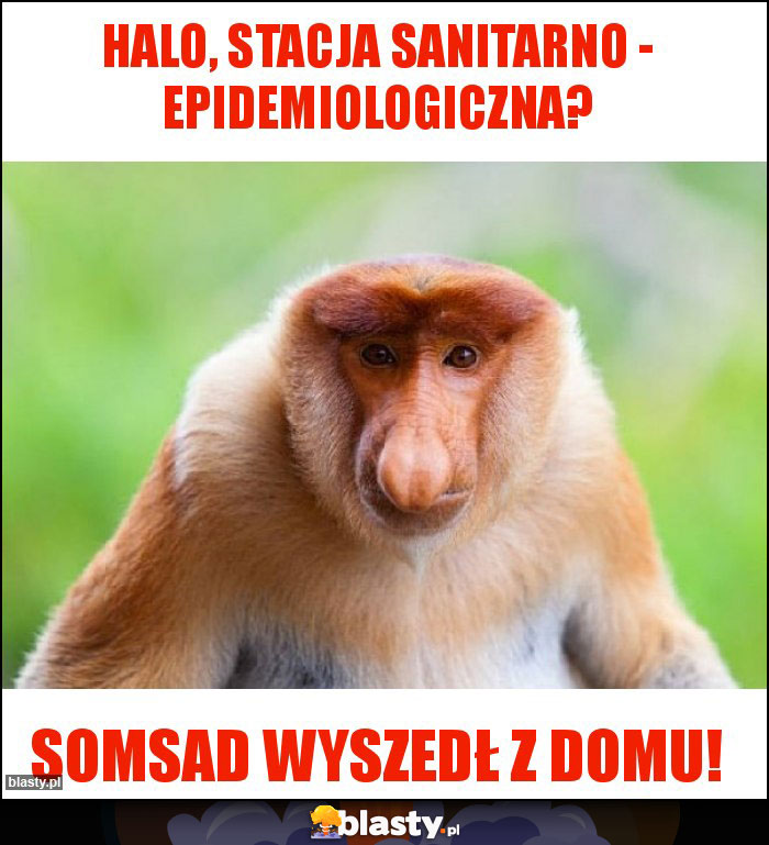 Halo, stacja sanitarno - epidemiologiczna?