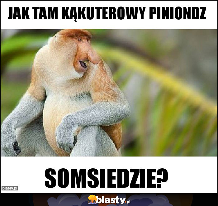 Jak tam kąkuterowy piniondz