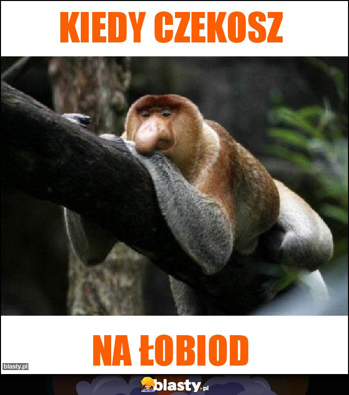 Kiedy czekosz