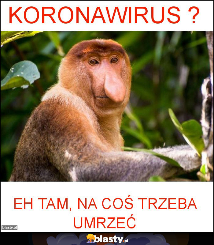 Koronawirus ?