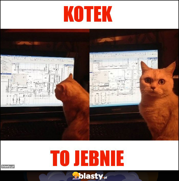 Kotek