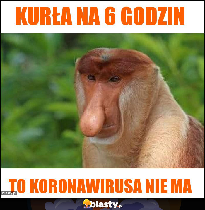 Kurła na 6 godzin