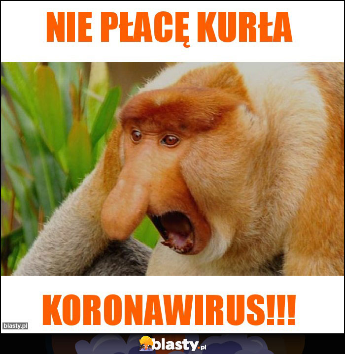 nie płacę kurła