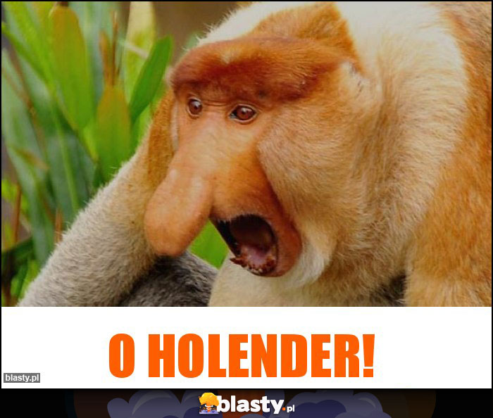 O holender!