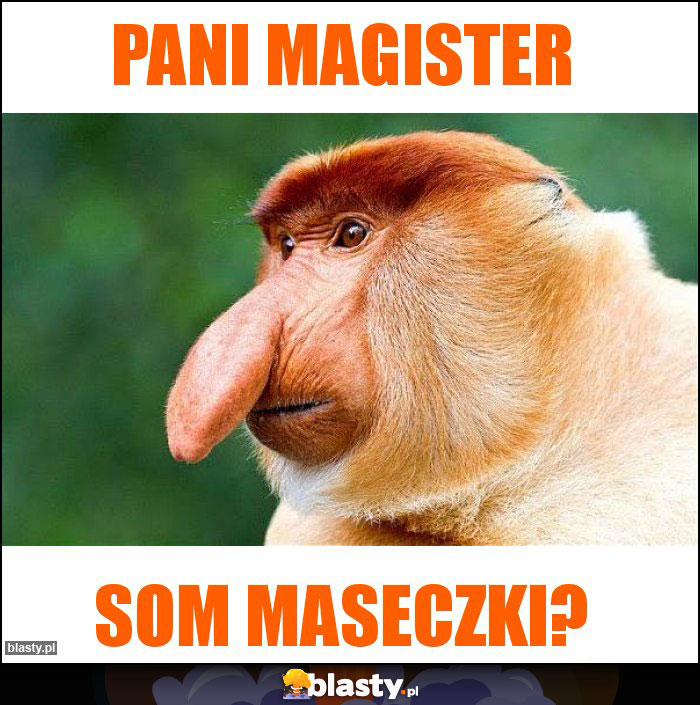 Pani Magister