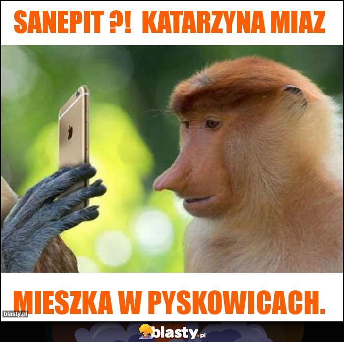 Sanepit ?!  Katarzyna Miaz