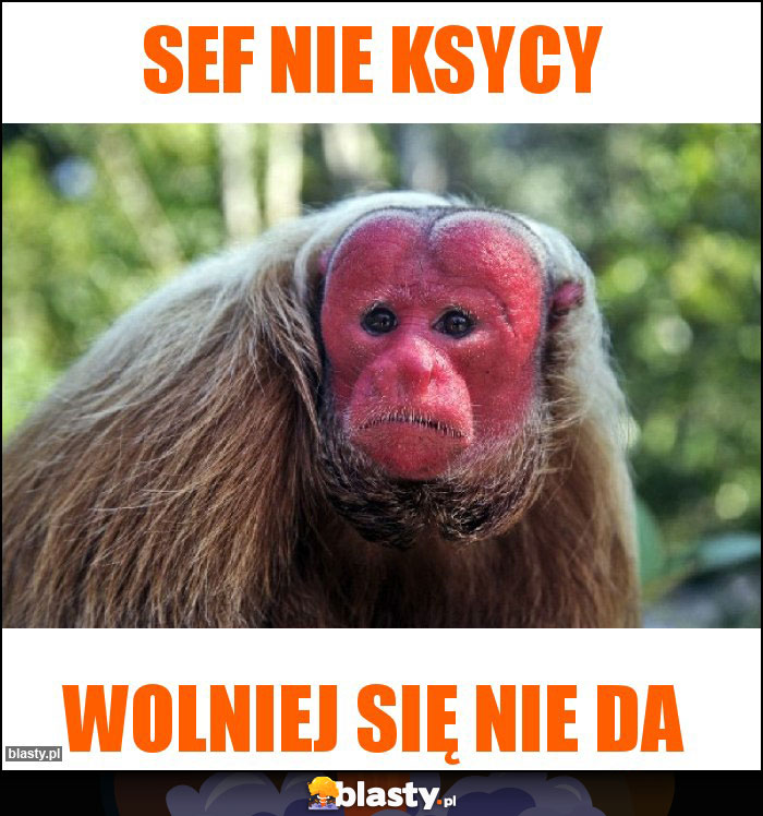 Sef nie ksycy