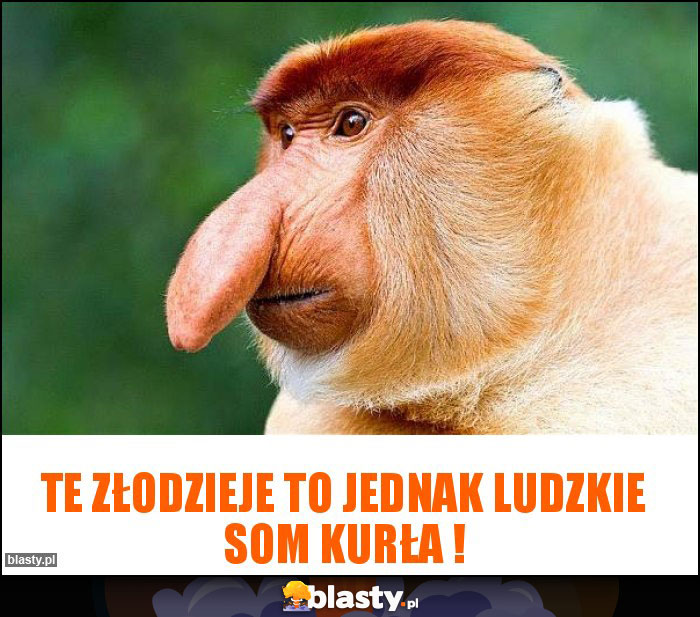 Te złodzieje to jednak ludzkie som kurła !