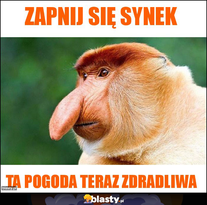 Zapnij się synek