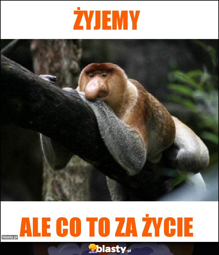 Żyjemy