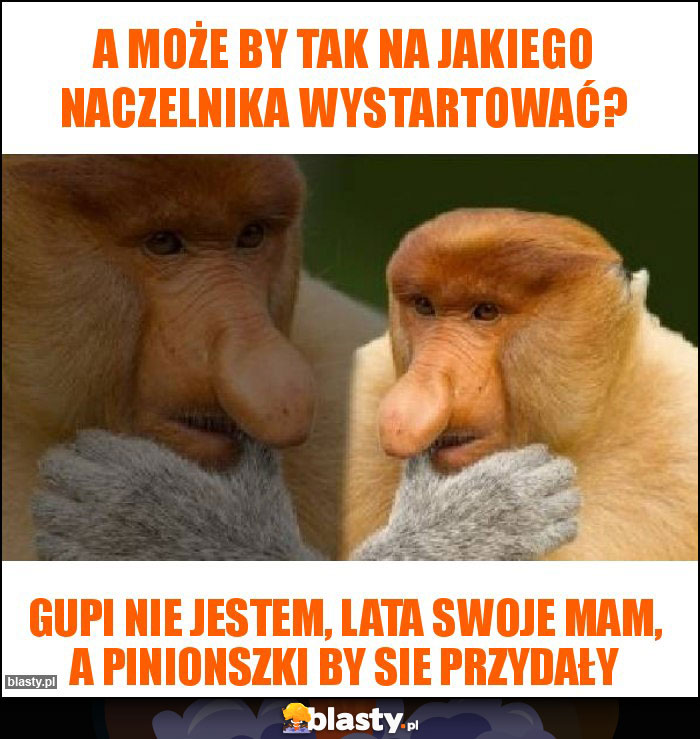 A może by tak na jakiego naczelnika wystartować?